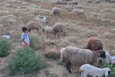 Kadirli’de küçükbaş ve büyükbaşlara 'mavi dil' karantinası