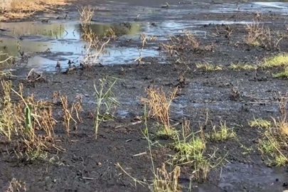 Gediz Nehri'nde balık ölümleri