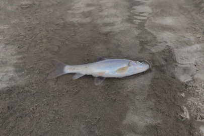 Karasu Nehri'nde balık ölümleri