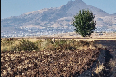 Diyarbakır'da anız yangınında 70 dönümlük arazi zarar gördü