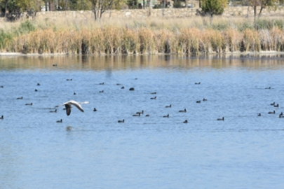 Suyu azaldığı için alarm veren gölde 'flamingo' sürprizi