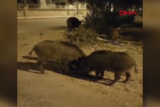 Didim'de aç kalan yaban domuzları şehre indi