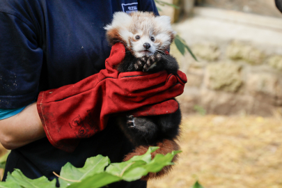 İskoçya’da havai fişek sesinden korkan ‘kırmızı panda’ yavrusu hayatını kaybetti