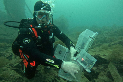 Çanakkale'de tarihi batığa 400 ıstakoz yavrusu salındı