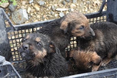 Su tahliye borusuna sıkışan yavru köpekler kurtarıldı