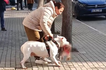 Avcılar'da sokak kedisini öldüren pitbull cinsi köpeğin sahibi yakalandı