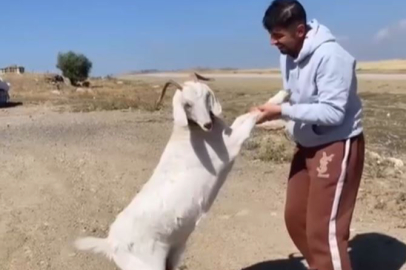 Barınaktan çalınan keçiler, kasapta kesilmiş bulundu