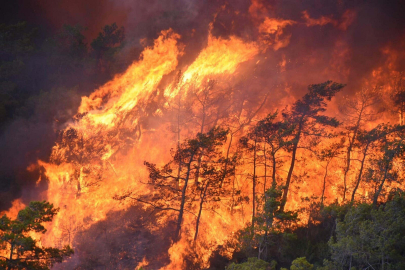 Muğla'da orman yangınlarının yüzde 59'u insan kaynaklı