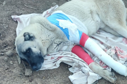 Elazığ’da, avcıların tüfekle vurduğu 2 çoban köpeğinden biri öldü