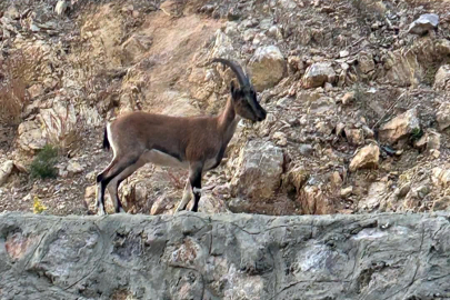 'Domates yıkadım' dedi, yaban keçisi kestiği anlaşılınca 661 bin lira ceza uygulandı