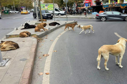 Başıboş köpek sorunu için 39 mülkiye müfettişi görevlendirildi