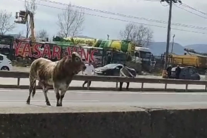 Sahibinin elinden kaçan boğa, trafiği birbirine kattı